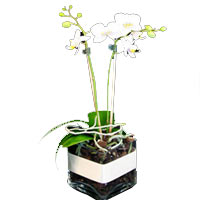 Striking Mini Phaleonopsis Orchids