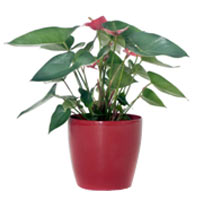 Breathtaking Gift of Anthurium Plant