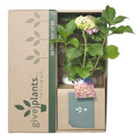 Lovely Personalized Gift of Hydrangea Plant
