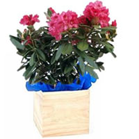 Decorative Wooden Box holding Rhododendron Plant