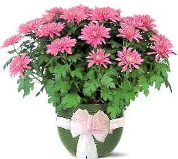 Beautiful healthy large 20 - 23cm round gift wrapped Chrysanthemum plant. Nearly twice the size of most Chrysanthemums available which are generally only 15cm.