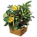 Whether at the office or in their home, the arrangements of plants with an artfu...
