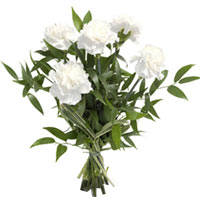 White Carnations