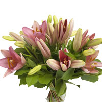 Here is a prise selection for the lily lovers out there! A benevolent offering o...