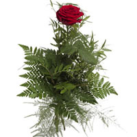 One, tall red, rose tied with a mixture of greens, Pistacia, leatherleaves and A...