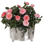 Potted Roses in India silver pot