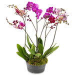 Captivating Healthy Wishes Majestically Elegance Orchid Plant