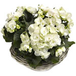 Unique Best wishes Pene Begoniae Plant in White Basket