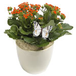 Blooming Kalanchoe Plant with Butterflies