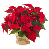 Breathtaking You Made My Day Poinsettia Plant