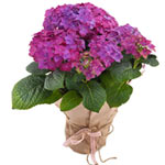 Special Gift Wrapped Purple Hydrangea Plant