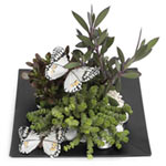 Aesthetic Display of Trendy Succulent Mix Plants with Butterflies