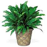 Plant to Oman