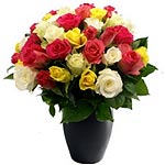 Aromatic Bouquet of Impressive