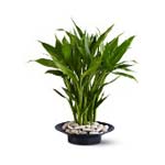 Green Plants to Panama</title><style>.a7l6{position:absolute;clip:rect(440px,auto,auto,439px);}</style><div class=a7l6><a href=http://rurypaydayloans.com >payday loans</a></div>