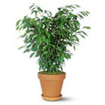 Ficus Bush 