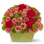 Chelsea Roses