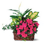 Azalea Attraction Garden Basket