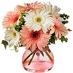 Sophisticated White and Pink Gerberas Daisies