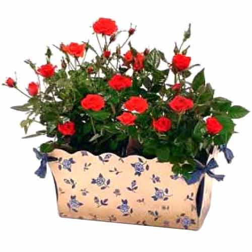 Beautiful miniature roses are presented in a basket