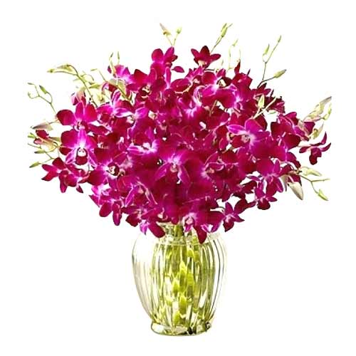One Dozen Purple Orchids in a Vase