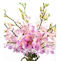 Two Dozen Pink Sprayed Orchids in a Vase