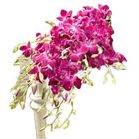 Two Dozen Purple Orchids in a Bouquet