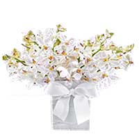 Three Dozen White Orchids in a Vase