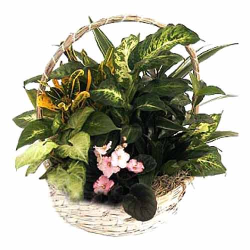 Plants in a Basket.