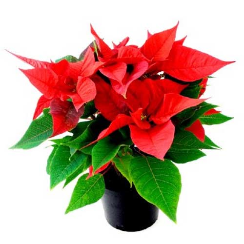 Brighten their holiday with our vibrant poinsettia......  to Pasay_Philippine.asp