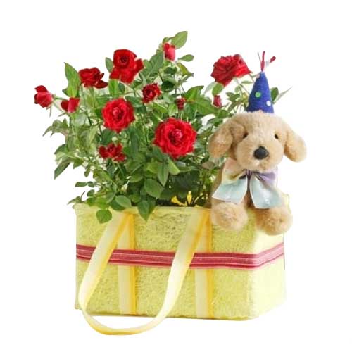 Beautiful miniature roses are presented in a baske......  to Isabela