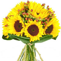 6pcs Sunflower in a Bouquet......  to Angeles
