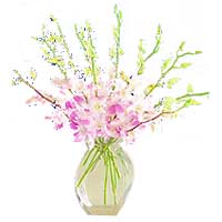 One Dozen Pink Sprayed Orchids in a Vase......  to Sagay