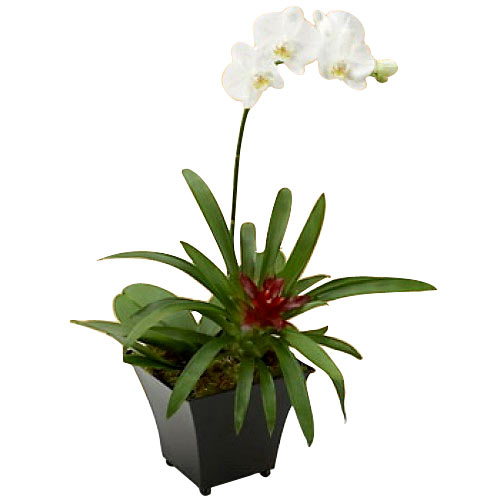 White Dendrobium Orchid Plant