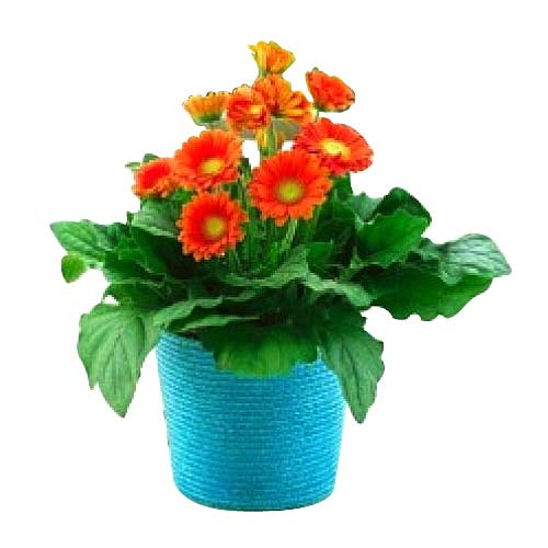 1 Dozen Orange Gerbera  Arrange in a Vase.  Note: ......  to Antipolo