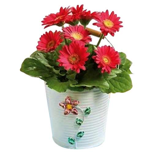 8pcs Pink Gerbera  Arrange in a Vase.  Note: Vase ......  to Valencia_Philippine.asp