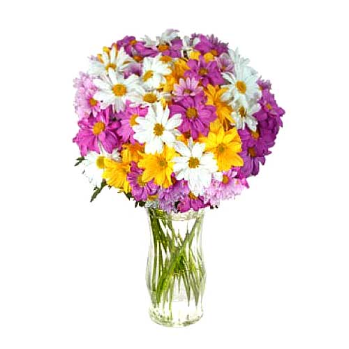 1 Dozen Assorted Colors of Malaysian Mums in a Vase...