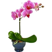 Send a tropical breeze to someone special!<br>This lovely orchid blooms up to tw...