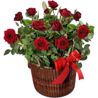 The Queen of flowers in a Pot!<br>When you have no idea for present, roses in a ...