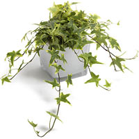 Effective flat decoration!<br>Ivy Pot Plant is useful in every conditions as an ...