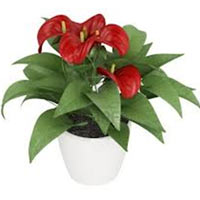 Chic  now in a pot!<br>If you appreciate chic and firmness, anthurium pot plant...