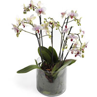 Originality and chic in one pot!<br>For your close one. Ellegant orchid pot plan...