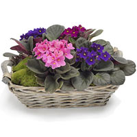 Tiny thing  lots of fun!<br>In flowers language Violet symbolises modesty. We c...
