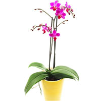 Colours orchid delights, bloom very long period, therefore, are considered the m...
