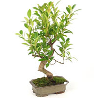 Bonsai Tree Bonsai is not just a tree! It's an art miniaturyzowania trees and sh...