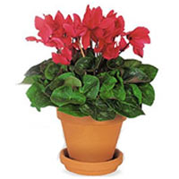 Cyclamen in flower pot You have to set the pot of cyclamen on the pebbles with w...