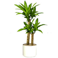 Send this plant for business purpose....