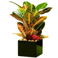 The croton plant's spike-like flower is insignificant at best, but oh, those lea...
