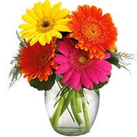4 Colorful Gerberas