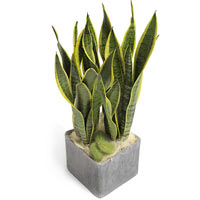 Sansevieria Pot Plant